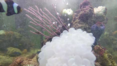 Footage-of-fish-in-an-aquarium-with-water-bubbles