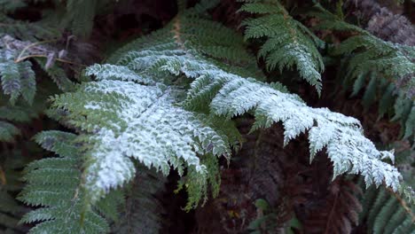 Nice-contrast-between-deep-green-and-frost-covered-parts-of-native-ferns