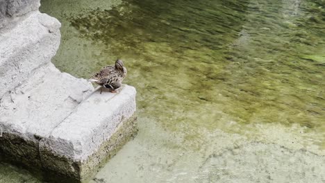 Common-duck-resting-and-cleaning-itself-on-the-riverbank-in-canal-in-Annecy,-France
