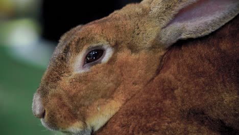 Closeup-Sniffing-nose-on-the-rabbit-head