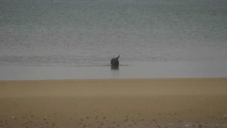 Ein-Schwarzer-Hund,-Aufgenommen-In-Zeitlupe,-Beim-Laufen-Im-Wasser-Am-Strand
