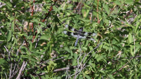 Eight-spotted-skimmer-dragonfly-on-green-leafy-tree-branch-flies-away