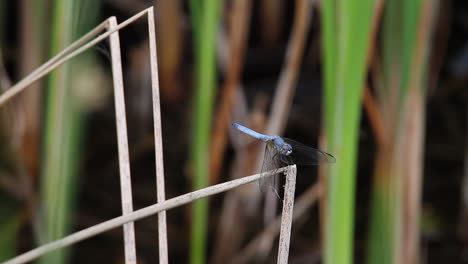 Blue-dragonfly-on-marsh-reed-wags-head-side-to-side,-defocused-back