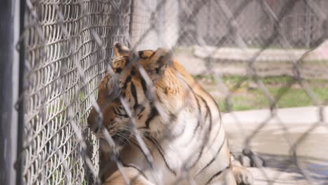 Bengal-tiger-medium-shot-laying-up-against-fence-looking-flicking-ear