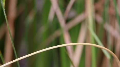 Blaue-Libelle-Mit-Grünen-Augen-Auf-Sumpfgras,-Makroporträt