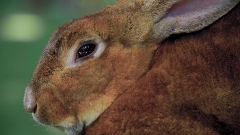 Wild-Easter-brown-rabbit,-close-up-slow-motion-view