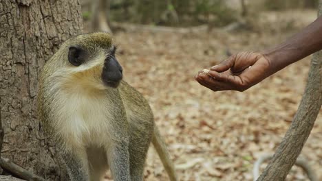 Al-Pequeño-Mono-Sabaeus-Se-Le-Ofrecen-Algunos-Cacahuetes,-Pero-Los-Rechaza-Mientras-Está-Parado-En-La-Rama-De-Un-árbol.