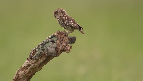 West-European-little-owl-sits-on-a-wooden-log,-slow-motion