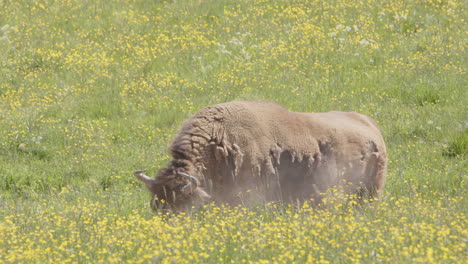 European-bison-with-shaggy-coat-blows-up-dust-standing-in-lush-meadow,-Sweden
