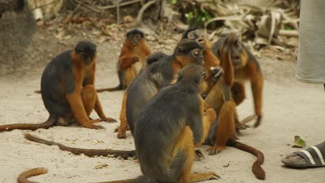 Grupo-De-Monos-Colobos-Rojos-Masticando-Maní-Que-Reciben-De-Los-Turistas-En-Gambia.