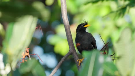 Acridotheres-Grandis-or-White-vented-Myna-Grooming-Sitting-on-Tree-Branch-in-Assam,-India---Close-up,-slow-motion