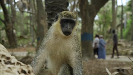 The-green-monkey-resting-on-a-termite-nest-while-tourists-walk-by-in-the-back-ground-in-natural-forest-in-Gambia