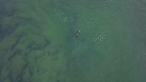 Africa-drone-dolphins-pod-swimming-ocean-surf-waves-JBAY-Jefferys-Bay-Garden-Route-Cape-Town-Indian-Ocean-deep-aqua-blue-water-top-down-follow-movement