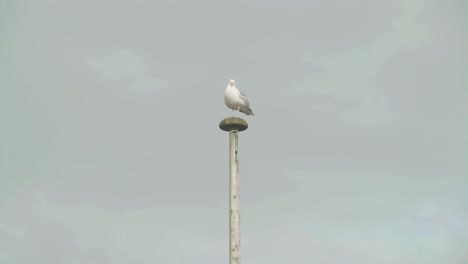 Seagull-standing-on-a-high-pole-watching-and-waiting,-locked-off