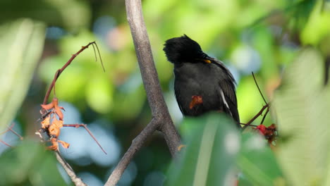 White-vented-Myna,-Acridotheres-Grandis,-Preening-Feathers-Perched-on-Tropical-Tree-Branch-Against-Blured-Leaves---closeup