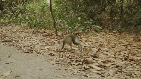 Running-Sabaeus-monkey-through-the-forest-towards-some-tourists-visiting-the-nature-reserve