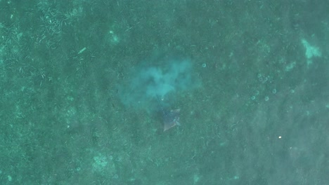 Spotted-Eagle-Ray-in-Slow-Motion,-captured-by-drone-from-top-down