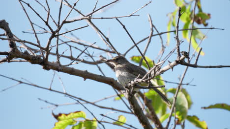 Streak-eared-Bulbul-Bird-Perched-on-Tree-Twig---close-up