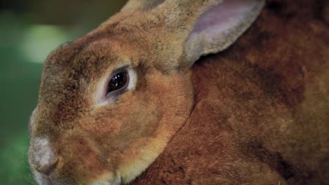Close-up-scene-:-Sniffing-nose-on-the-rabbit-head