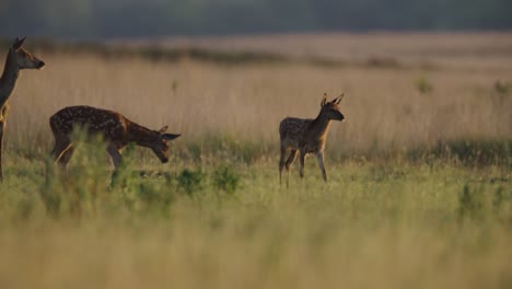 Playful-red-deer-juveniles-with-spotted-coats-in-meadow-at-sunset,-Veluwe