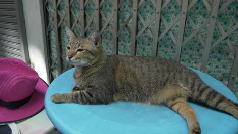 Brown-female-cat-resting-on-chair-in-hot-summer-in-the-shade