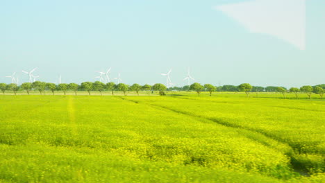 Panoramic-Views-of-Wind-Farm:-Many-Wind-Turbines-Against-Blue-Sky,-Green-Rapeseed-Fields