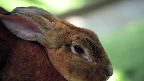 Close-up-scene-:-Head-of-brown-rabbit