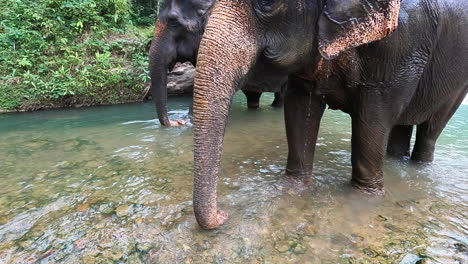 Elefanten-Baden-Im-Fluss-In-Einem-Schutzgebiet-Für-Ethische-Elefanten-In-Thailand