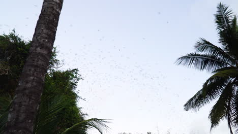Flock-of-bats-flying-in-unison-in-the-sky-between-palm-trees-in-Asian-tropical-country