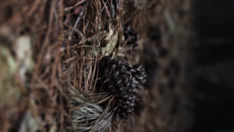 pinecone-resting-on-the-forest-floor-with-brown-and-black-dark-tones-VERTICAL-VIDEO