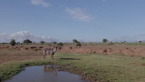 Drohnenaufnahmen-Eines-Männlichen-Wasserbocks-Neben-Einer-Wasserstelle-Im-Tsavo-Ost-Nationalpark,-Kenia