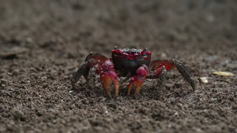 Red-claws-crab-searching-and-eating-food-on-the-dirt-soil-near-the-river-4