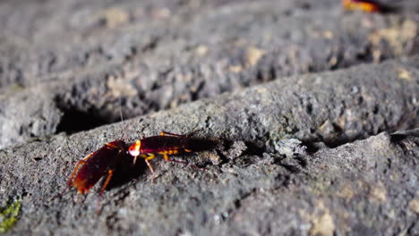 Massive-cockroach-of-mating-on-floor-of-rocky-cave,-close-up-view
