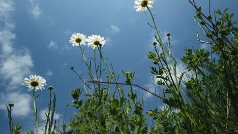 Low-angle-shot-of-common-white-daisies-set-against-a-blue-summer-sky