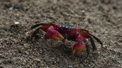 Red-claws-crab-searching-and-eating-food-on-the-dirt-soil-near-the-river-3