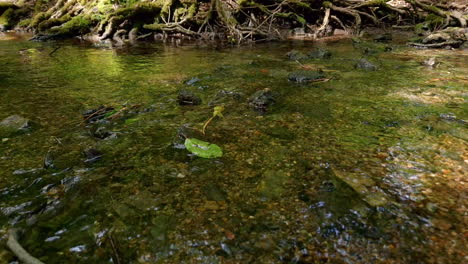 Water-Rippling-In-Stream,-With-Green-Leafs-and-Rocks