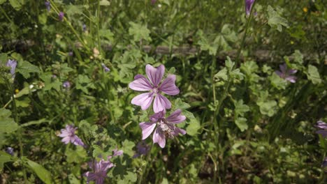 Honigbiene-Landet-Auf-Violetten-Malva-sylvestris-Blüten-Und-Fliegt-Dann-Wieder-Davon