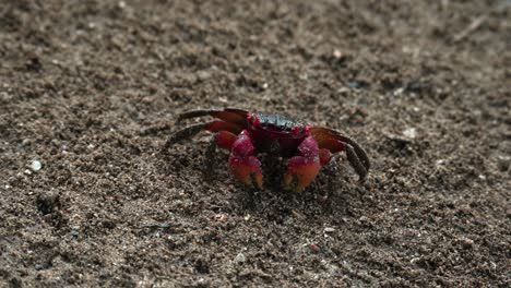 Red-claws-crab-searching-and-eating-food-on-the-dirt-soil-near-the-river-1