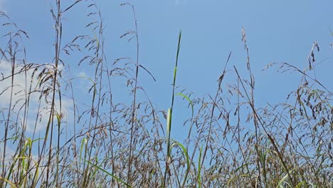 Beautiful-spring-tall-grass-swaying-by-blowing-wind-outdoors