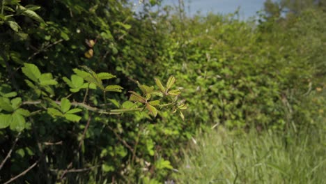 Eine-Ulmenblättrige-Brombeerpflanze-Ohne-Früchte-Bewegt-Sich-Im-Wind-Und-In-Der-Strahlenden-Sonne