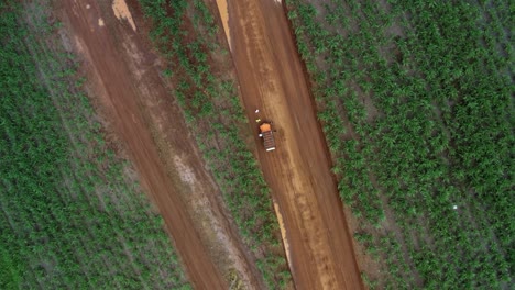 Rotating-aerial-drone-birds-eye-top-view-shot-of-an-orange-jeep-parked-on-a-red-sand-dirt-road-surrounded-by-a-large-field-of-tropical-green-sugar-cane-growing-in-Rio-Grande-do-Norte,-Brazli