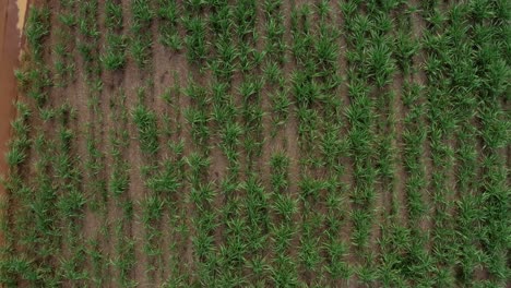 Rising-aerial-drone-birds-eye-top-view-shot-of-a-car-driving-own-a-small-red-sand-dirt-road-surrounded-by-a-large-field-of-green-tropical-Sugar-Cane-growing-in-Tibau-do-Sul,-Rio-Grande-do-Norte-Brazil