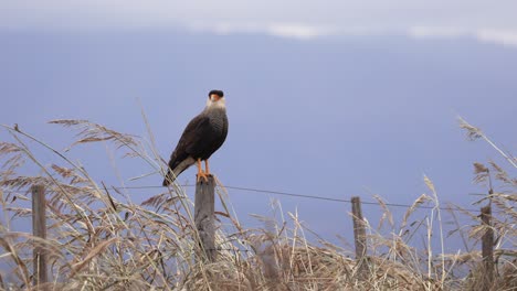 Crested-caracara-perching-on-a-post-in-the-countryside