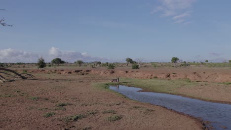Drohnenaufnahmen-Von-Wasserböcken-Neben-Wasserloch,-Tsavo-Nationalpark,-Kenia