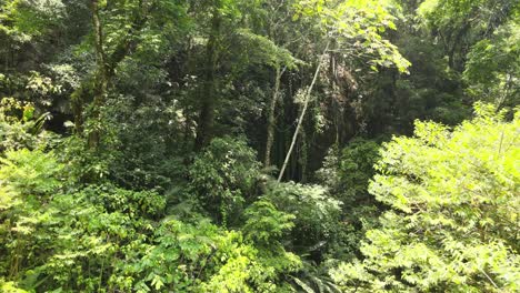 Flying-over-the-trees-back-into-the-jungle-in-ecoturism-Benito-Juarez-Reserve