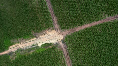 Rotating-aerial-drone-birds-eye-top-view-wide-shot-of-a-small-dirt-road-intersection-surrounded-by-large-fields-of-tropical-green-sugar-cane-growing-in-Tibau-do-Sul,-Rio-Grande-do-Norte,-Brazil
