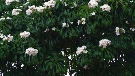 Handheld-4k-shot-of-a-beautiful-Plumeria-Pudica-white-flower-bush-during-a-light-tropical-rain-in-the-beach-town-of-Tibau-do-Sul-near-Pipa,-Brazil-in-Rio-Grande-do-Norte