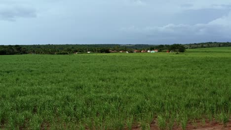Eine-Aufsteigende-Luftdrohnenaufnahme-Zeigt-Ein-Kleines-Ländliches-Bauerndorf,-Umgeben-Von-Großen-Feldern-Mit-Tropischem-Grünem-Zuckerrohr,-Das-An-Einem-Warmen-Sommertag-In-Tibau-Do-Sul,-Rio-Grande-Do-Norte,-Brasilien,-Wächst