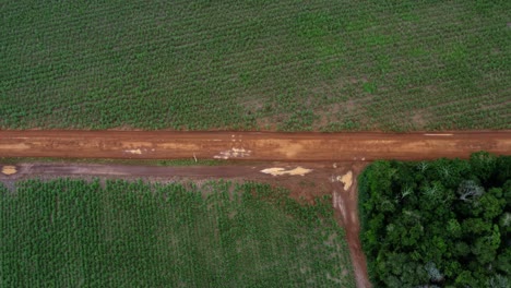 Right-truck-aerial-drone-birds-eye-top-view-shot-passing-over-a-small-red-sand-dirt-road-surrounded-by-large-fields-of-tropical-green-sugar-cane-growing-in-Tibau-do-Sul,-Rio-Grande-do-Norte,-Brazil