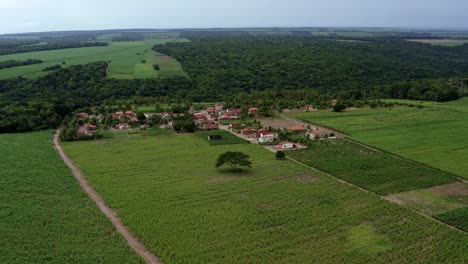 Left-trucking-aerial-drone-shot-of-a-small-rural-farm-village-surrounded-by-large-fields-of-tropical-green-sugar-cane-growing-in-Tibau-do-Sul,-Rio-Grande-do-Norte,-Brazil-on-a-warm-summer-day